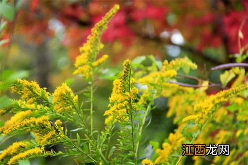 加拿大一枝黄花上报哪里-加拿大一枝黄花哪个部门管