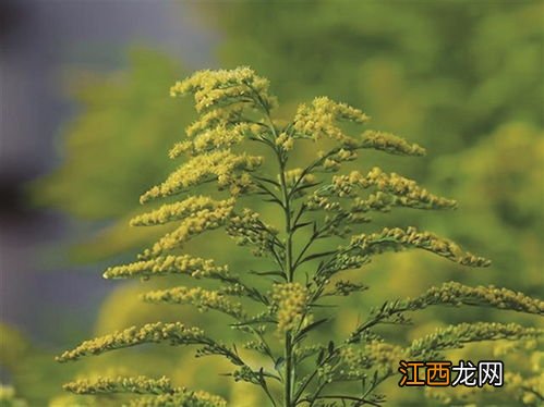 加拿大一枝黄花上报哪里-加拿大一枝黄花哪个部门管