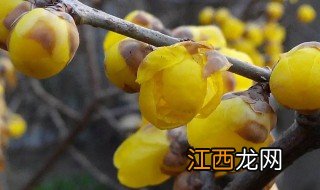 腊梅花泡水喝的功效与作用 腊梅花泡水喝的功效与作用是什么