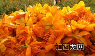 金莲花泡水喝的功效与作用 金莲花泡水喝的功效与作用是什么