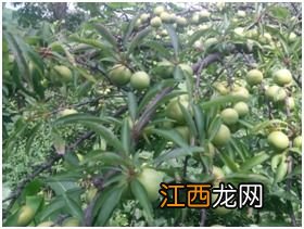 李子树苗种几年能结果-李子树苗怎么种植结果快