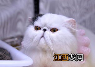 猫吃盐酸多西环素片治什么-猫咪吃多西环素吐了去世了怎么办