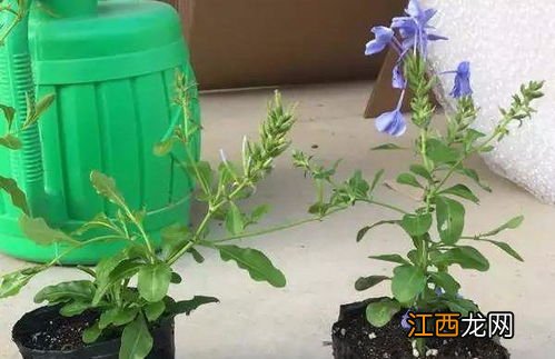 蓝雪花枯萎了还有救吗-蓝雪花枯萎了怎么救活