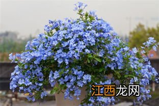 蓝雪花枯萎了还有救吗-蓝雪花枯萎了怎么救活