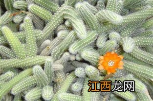 仙人指和蟹爪兰哪个贵-仙人指和蟹爪兰怎么选择