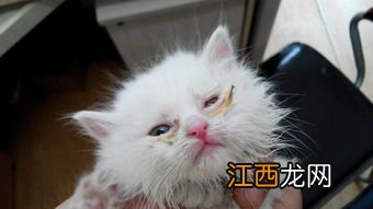 奶猫眼角的眼屎干了怎么清理-小猫眼屎会自己掉吗