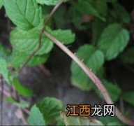 阳台的花长虫了怎么办-阳台植物为什么会长虫