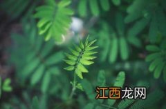 2022年小暑是入伏吗-今年三伏从几月几日开始