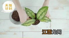 2022立夏后植物能移栽吗-植物移栽什么时候最好