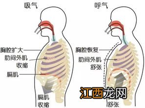 鼻子吸气感到痛怎么办-吸气鼻腔干燥是什么原因