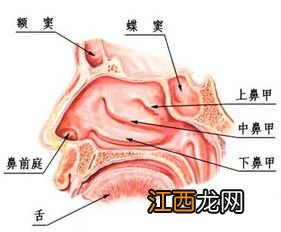 鼻子吸气感到痛怎么办-吸气鼻腔干燥是什么原因