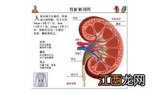 肾结晶需要治疗吗-怎么知道肾结晶排出来了