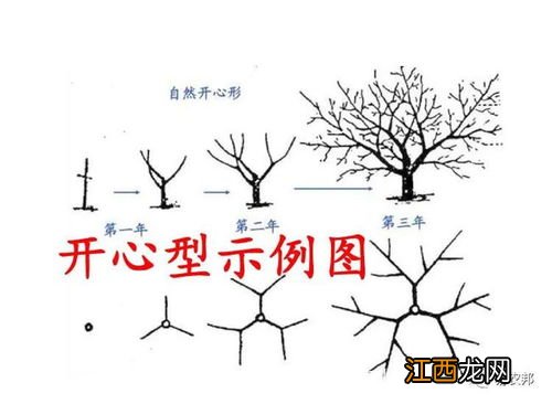 石榴树什么时候剪枝-石榴树剪枝哪些要注意的