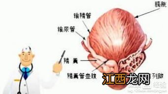喝了二个月中药前列腺好了真的假的-慢性前列腺炎治愈率有多高