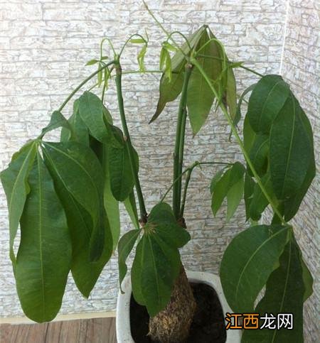 芒果幼苗叶片萎蔫是咋回事-芒果幼苗叶片萎蔫怎么治