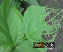 芒果幼苗叶片萎蔫是咋回事-芒果幼苗叶片萎蔫怎么治