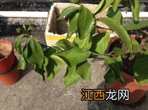 芒果树苗叶子掉光还能补救不-芒果树苗叶子掉光是怎么引起的