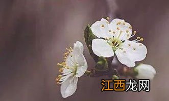 本命年穿红衣是三十穿还是初一穿-本命年穿红衣是立春还是除夕