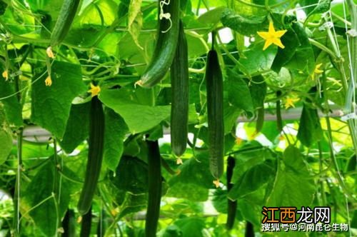 越冬黄瓜如何管理-越冬黄瓜养植要注意什么