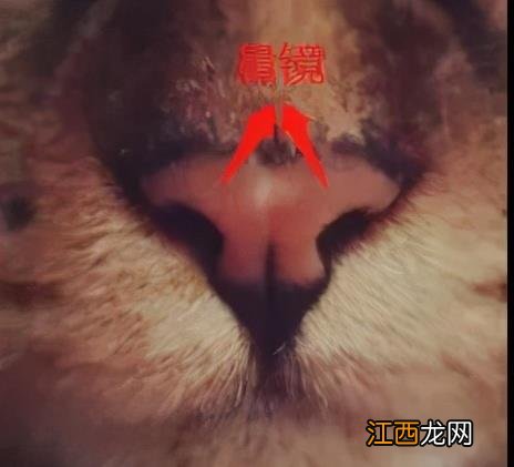 猫鼻子湿润正常吗-猫鼻子湿润健康还是干燥