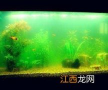 锦鲤在有绿藻的水里容易死吗-锦鲤缸怎么清除藻类