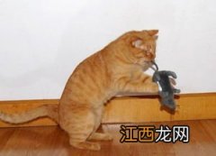 猫吃老鼠可以补充什么-猫吃老鼠会不会携带病毒