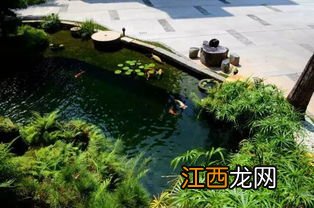 锦鲤鱼池怎样养水-新建锦鲤池多久才可以下鱼