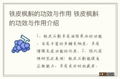 铁皮枫斛的功效与作用 铁皮枫斛的功效与作用介绍