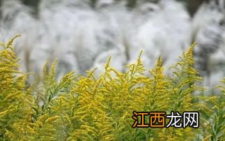 加拿大一枝黄花有没有毒-加拿大一枝黄花是外来入侵吗