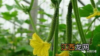 黄瓜花打顶后能恢复吗-黄瓜花打顶是怎么引起的