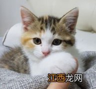 猫咪总打喷嚏是鼻炎吗-猫一直打喷嚏要不要紧