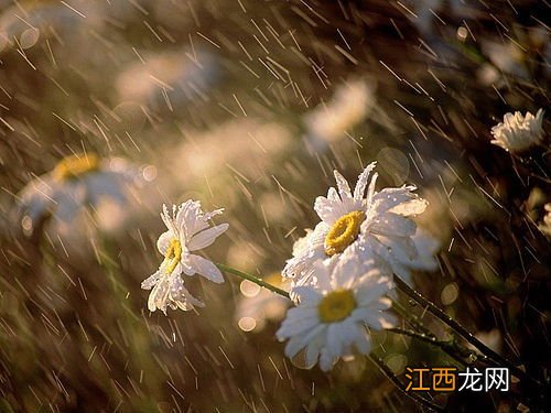 2022梅雨季节是几月份到几月份结束-梅雨一般在什么季节