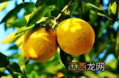 香橼苗如何栽培-香橼苗种植时需要注意什么