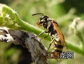 马蜂在房间不飞出去怎么办-马蜂在屋里会不会饿死