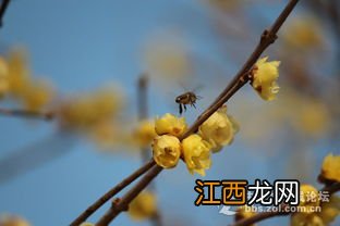 素心腊梅叶子有啥特征-素心腊梅养护时有哪些注意事项