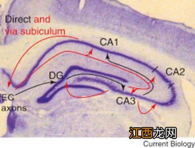 海马体的衣服干净吗-海马体的衣服会洗吗