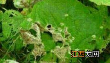 豆角腻虫是什么原因导致的 豆角长腻虫用什么药