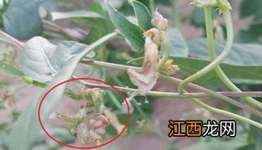 豆角腻虫是什么原因导致的 豆角长腻虫用什么药