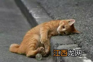 养猫搬家猫怎么适应环境-搬家怎么让猫咪不应激