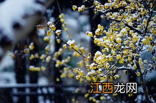 今日小雪节气几点几分2022-小雪节气下雨好吗