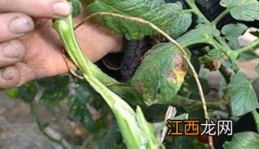 番茄枯萎病怎么治疗 番茄枯萎病防治方法