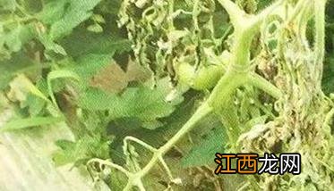 番茄枯萎病怎么治疗 番茄枯萎病防治方法