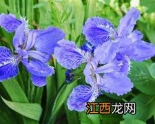 亮叶鸢尾怎么养-养植亮叶鸢尾哪些是要注意的