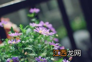 姬小菊耐寒吗-姬小菊冬季怎样养殖才能安全过冬