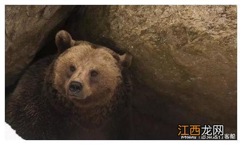 大熊猫在冬天冬不冬眠-冬天大熊猫出来活动吗