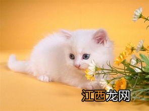 猫咪吐白沫是怎么回事不吃东西-猫咪吐白沫正常吗