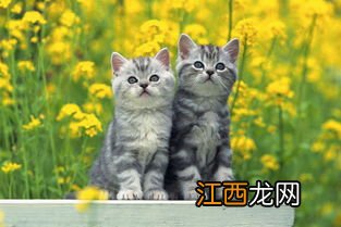 猫咪吐白沫是怎么回事不吃东西-猫咪吐白沫正常吗