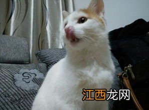 猫咪吐白沫是怎么回事不吃东西-猫咪吐白沫正常吗