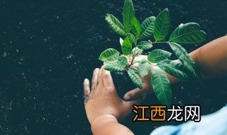 家里有什么植物可以辟邪，家里有什么植物可以辟邪辟毒