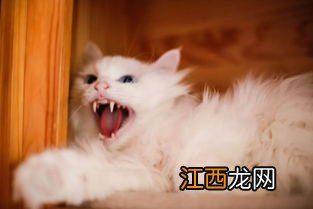 小猫对人哈气什么意思-小猫哈人要强摸吗